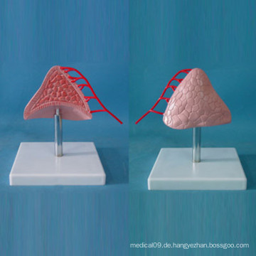 Medizinische Nebenniere und Nebennieren-Arterien Anatomisches Modell für Demonstration (R130102)